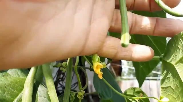 Знакомьтесь - фасоль Серёжа. смотреть онлайн