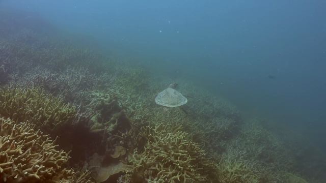 Sea Turtles Relaxation, Scenic 4k Under The Ocean: Swimming, Hatching, Eating - Ambience Music Stud