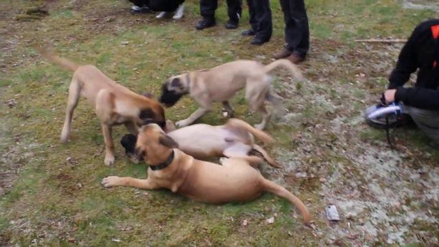 Bullmastiff puppy meet may 2011 смотреть онлайн
