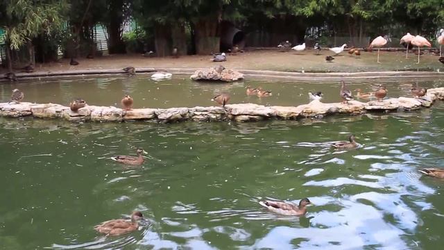 Amazing Geneve. Ducks. Switzerland. Утки на Женевском озере. Швейцария смотреть онлайн