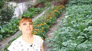 Вот просто ВОЗЬМИ и ПОСАДИ КАЛЕНДУЛУ на огороде! Результат ШОКИРУЕТ ТЕБЯ!!!