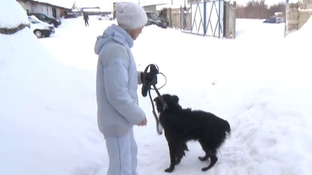 Заберем пушистого друга домой! смотреть онлайн