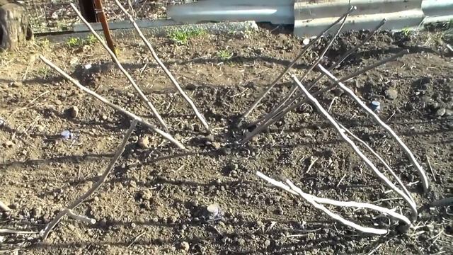 Инжир освобождён от укрытия смотреть онлайн