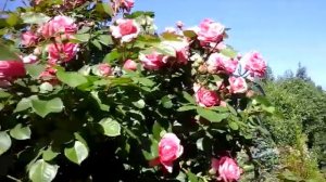 Роза канадская Морден Сентенниал (Morden Centennial