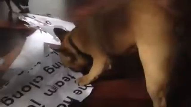 Petunia And Duck: Demolition Team