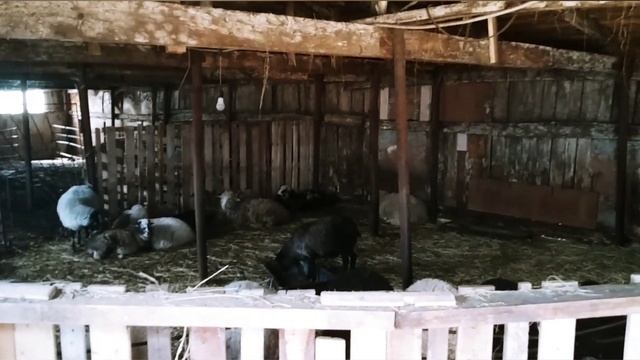 Сортировка овец и ягнят|Эдильбаевские ярки|Продажа овец|Овцеводство смотреть онлайн