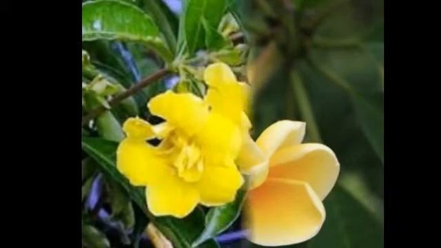 Любимые цветы и растения-Алламанда смотреть онлайн