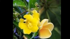 Любимые цветы и растения-Алламанда