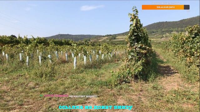 ЗАЕХАЛИ НА ВИНОГРАДНИКИ ВЫПИТЬ МОЛОДОГО ВИНА. АВСТРИЯ. смотреть онлайн
