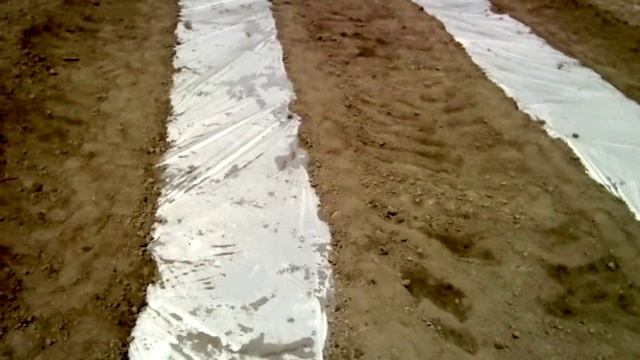 Технология выращивания арбузов смотреть онлайн