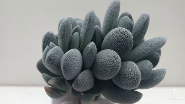 Crassula Tecta смотреть онлайн
