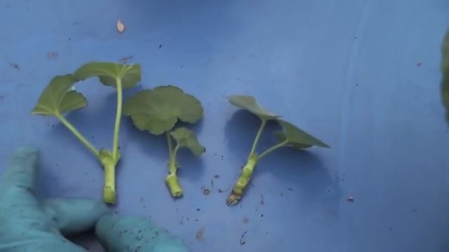 Черенкование. смотреть онлайн