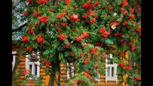 Марина Цветаева   Красной кистью рябина зажглась