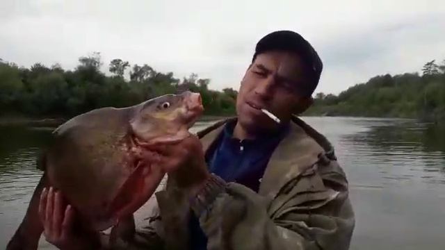 Рыбалка, Лещ на 4 кг, на удочку, на червя. Отличный клев)))))))) смотреть онлайн