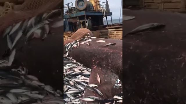 #поймали#КИТА#работа#в#море#жизнь#в#море смотреть онлайн