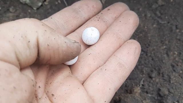 Яйца ящериц!