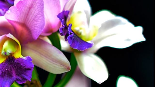 PanoCropViewer Panorama Viewer Flowers 2 modes (4Dec 2016) смотреть онлайн