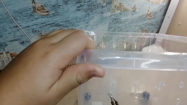 Как правильно сделать вентиляцию в контейнере для улиток смотреть онлайн