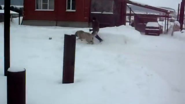 Кавказец, как ездовая собака смотреть онлайн