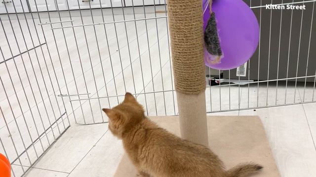 Kitten Kira VS impudent balloon смотреть онлайн
