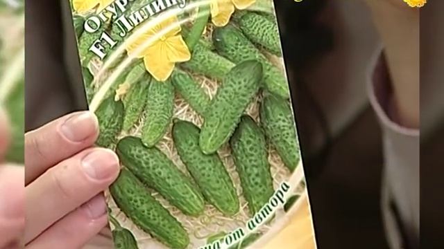 Семена огурцов на разные вкусы. Гибриды для теплиц и открытого грунта смотреть онлайн