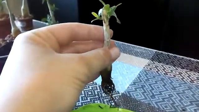 Осматриваю корни адениумов ( Adenium). 3.08.2018.Часть 2. смотреть онлайн