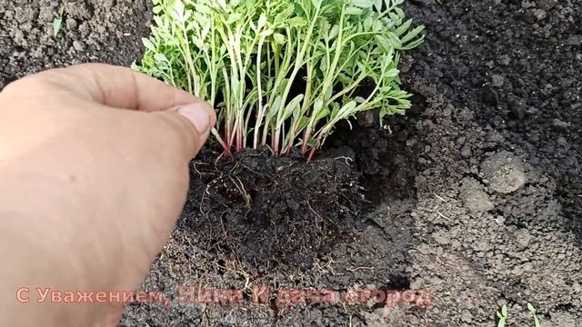 РАССАДА БАРХАТЦЕВ НИКОГДА НЕ ВЫТЯНЕТСЯ! ВЫРАЩИВАЮ УЙМУ ЦВЕТОВ БАРХАТЦЕВ БЕЗ ЗАМОРОЧЕК С РАССАДОЙ. смотреть онлайн