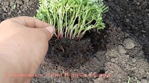 РАССАДА БАРХАТЦЕВ НИКОГДА НЕ ВЫТЯНЕТСЯ! ВЫРАЩИВАЮ УЙМУ ЦВЕТОВ  БАРХАТЦЕВ БЕЗ ЗАМОРОЧЕК С РАССАДОЙ.