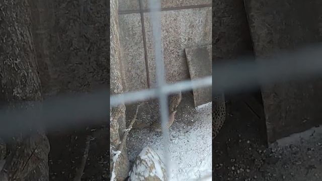 вот так зимует фазан смотреть онлайн