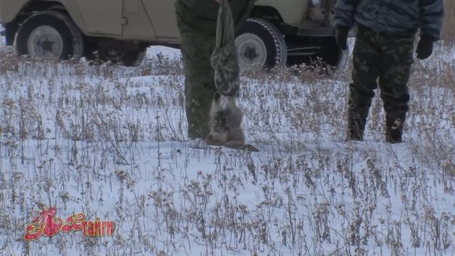 Учет манула в Даурском заповеднике Pallas's Cat смотреть онлайн