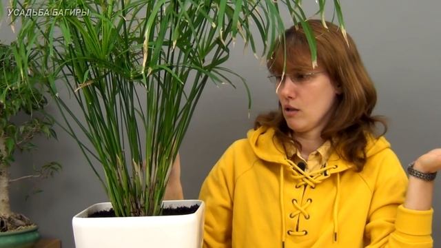 Циперус. Размножение, посадка и уход. смотреть онлайн