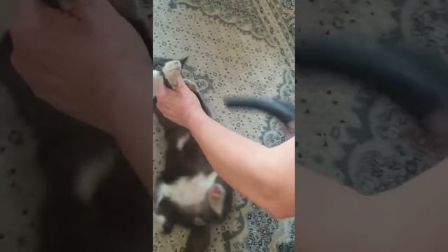 Пропылесосили смотреть онлайн