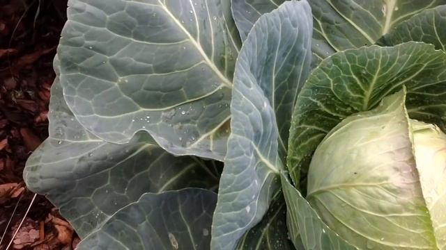 УРОЖАЙ КЛУБНИКИ. ГРЯДКА без ПЕРЕКОПКИ на ЦЕЛИНЕ. "ГАЛОПОМ по ОГОРОДУ". 7 июля. ГАЛОП 14. Strawberry смотреть онлайн