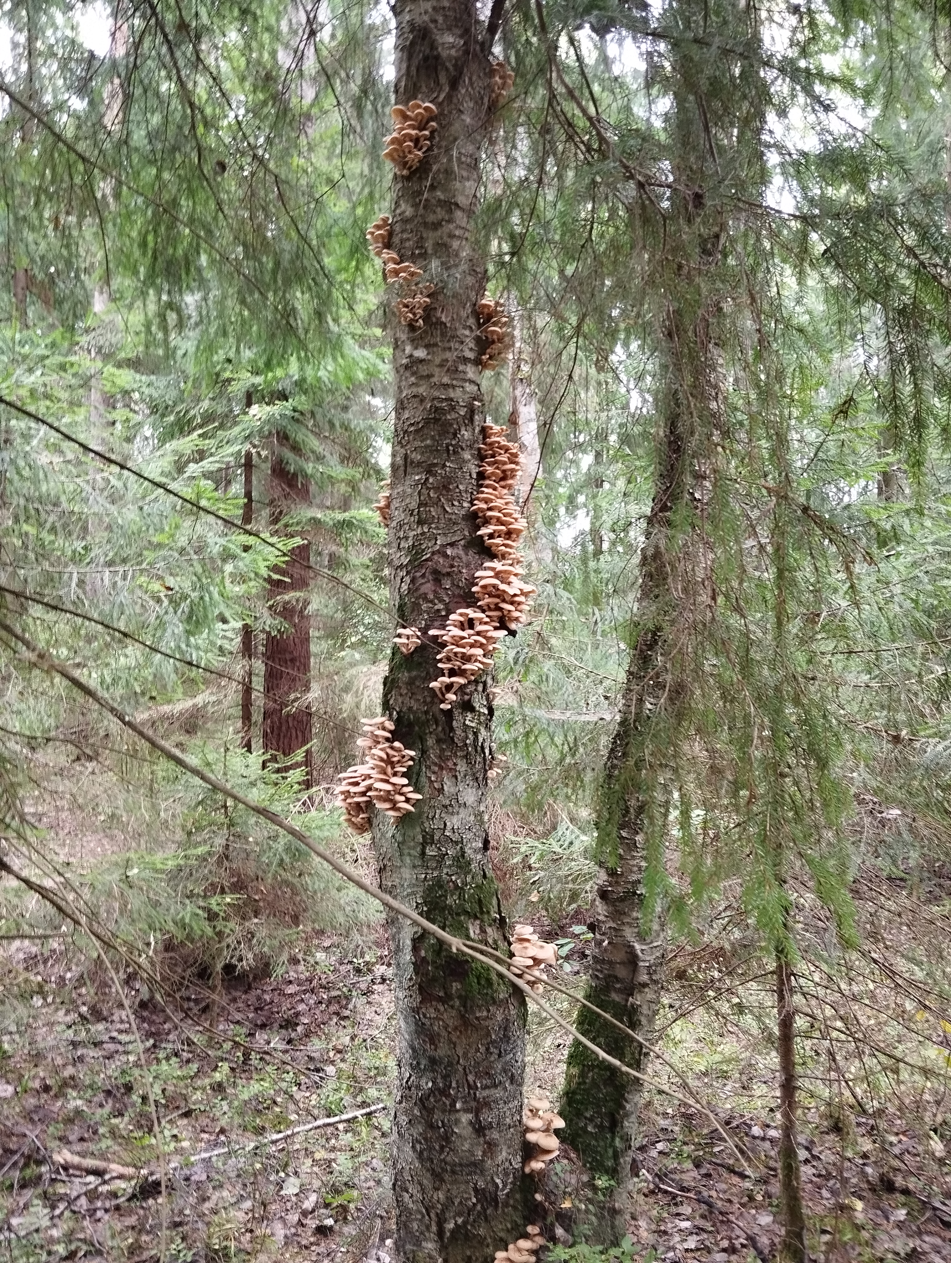 Грибы. Тверская область. Осень смотреть онлайн