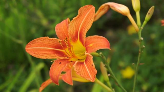 Beautiful Flowers ~ Planet Earth Amazing Nature Scenery & The Best Relax Music • смотреть онлайн