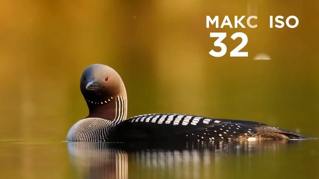 Фотоаппарат цифровой зеркальный Canon EOS 90D Body смотреть онлайн