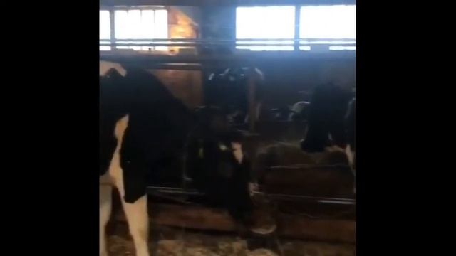 Ферма продает крупно рогатый скот молочных 600 голов по России смотреть онлайн