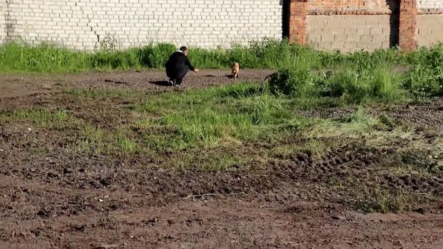 Лисята становятся ручными. смотреть онлайн