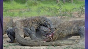 "Класс Пресмыкающиеся, или Рептилии", Биология 7 класс, Сивоглазов