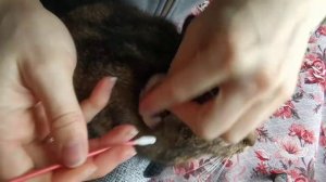 Ушной клещ у кошек. Как лечить дома.