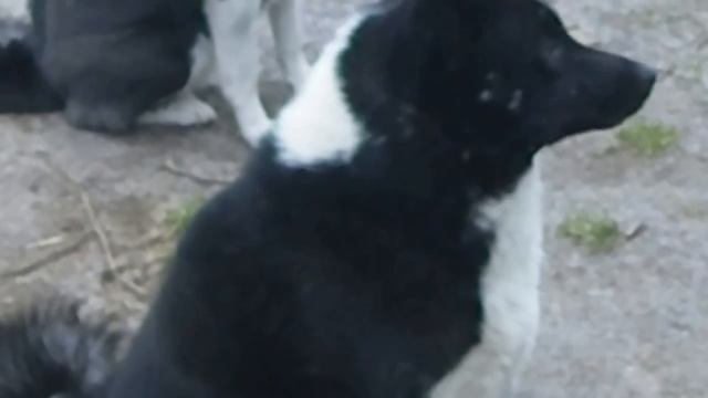 Фарт-Рожон и др. смотреть онлайн