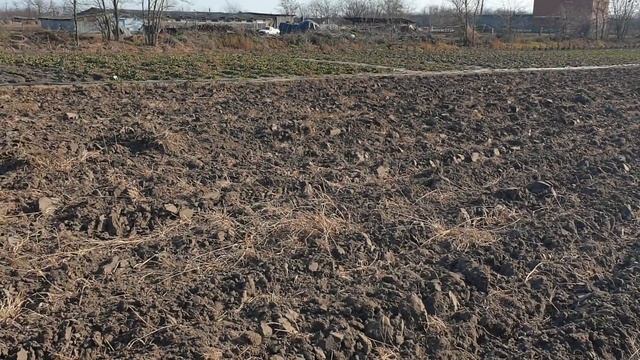 Схема посадки малины. Подготовка почвы под малину. смотреть онлайн