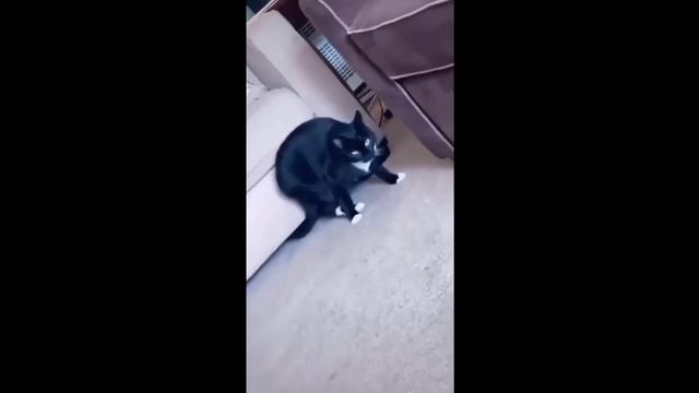 Funniest Cats ? - Don't try to hold back Laughter ? - Funny Cats Life смотреть онлайн