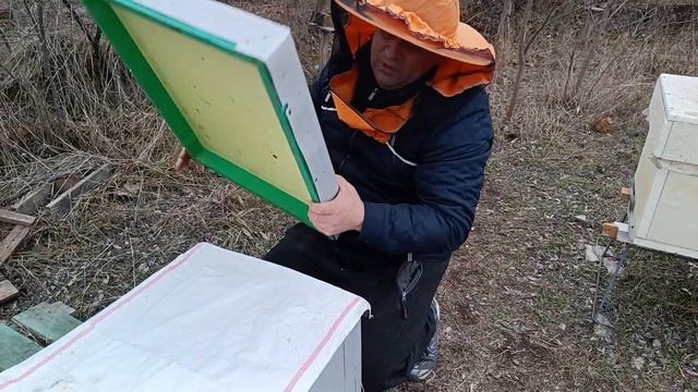 Сентябрьские отводки Бакфаст перезимовали. смотреть онлайн