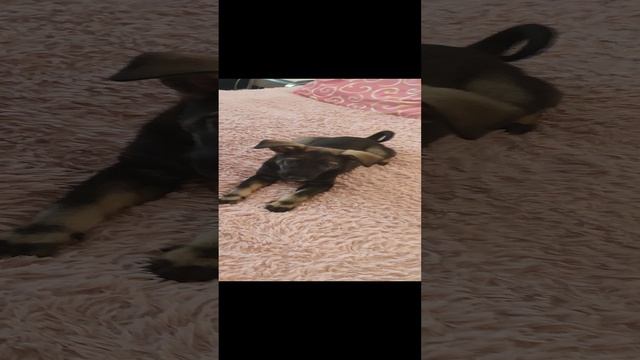 Домашний террорист,Рада!