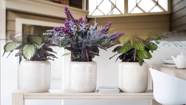 5 комнатных растений, которые помогут победить зимнюю хандру смотреть онлайн