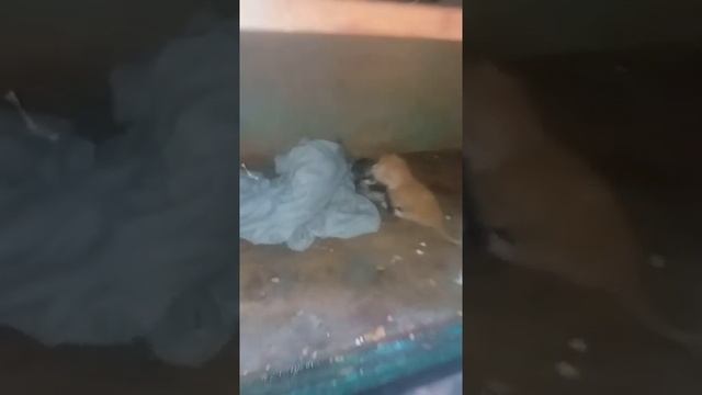 Кошка бросила котят,что делать ,как покормить?