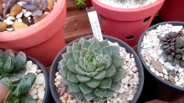 Suculentas echeveria com identificação parte 2 смотреть онлайн