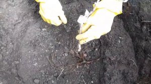 Как посадить двухлетний саженец винограда