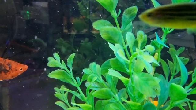 Наш маленький аквариум смотреть онлайн